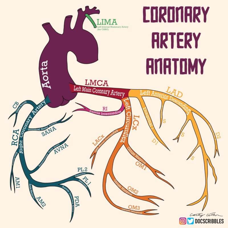 anatomija arterija srca