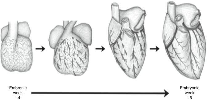 embriologija srca