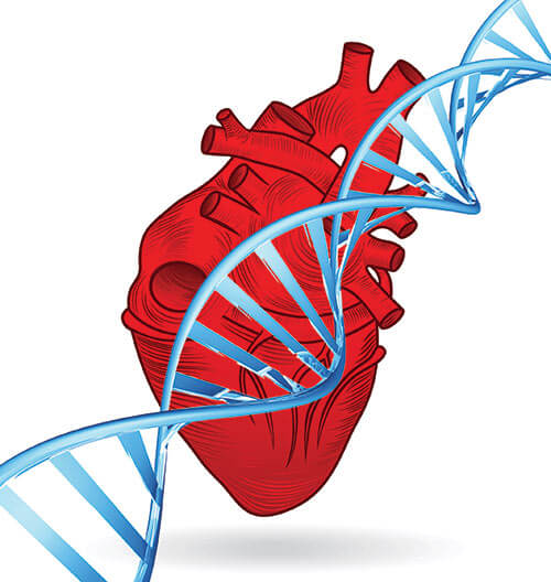 DNA i srce