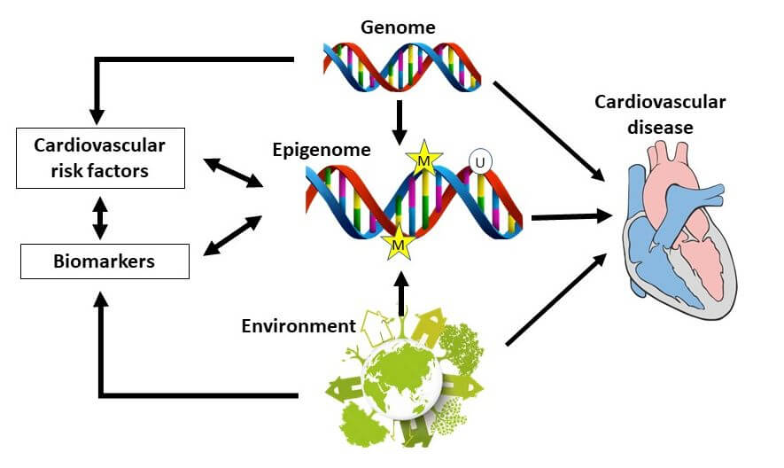 epigenetika