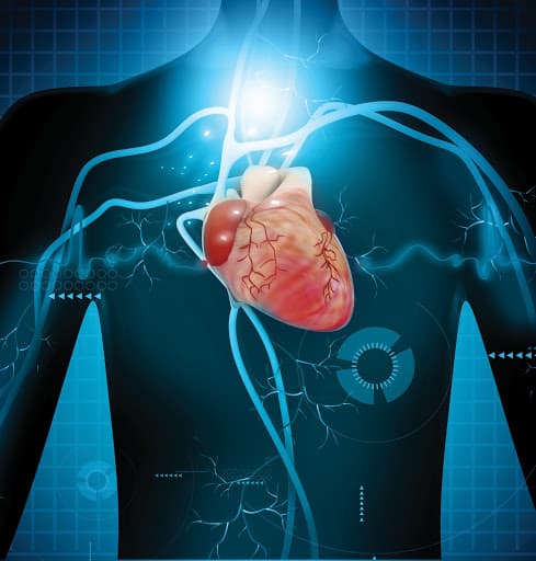 srce i kardiovaskularni sistem