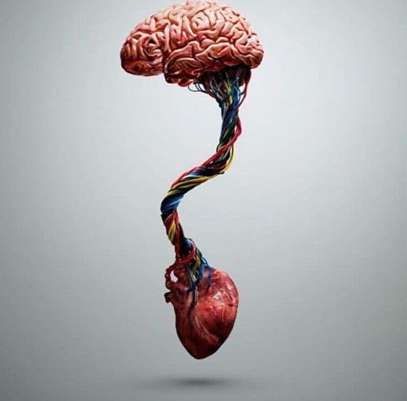 mozak srce veza