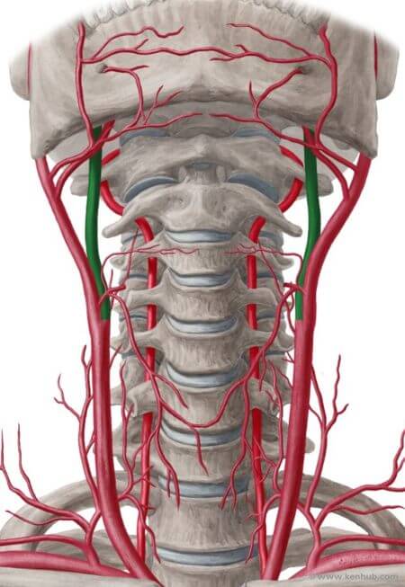 anatomija karotide